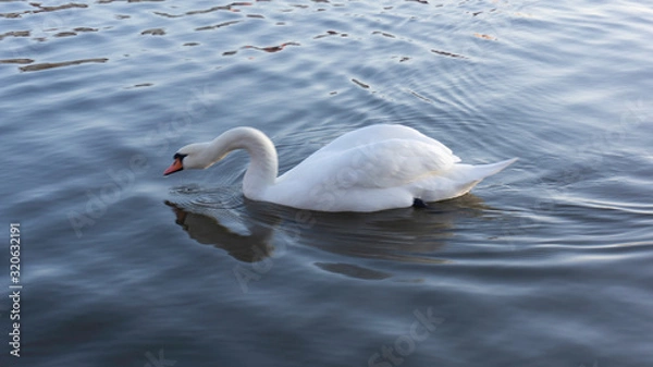 Obraz swan