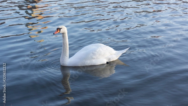 Obraz swan