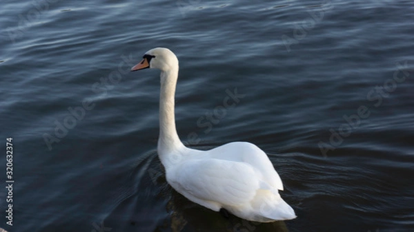 Obraz swan