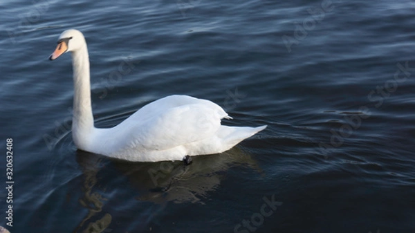 Obraz swan