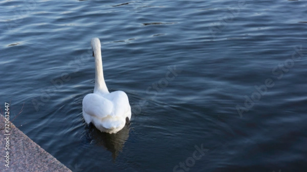 Obraz swan