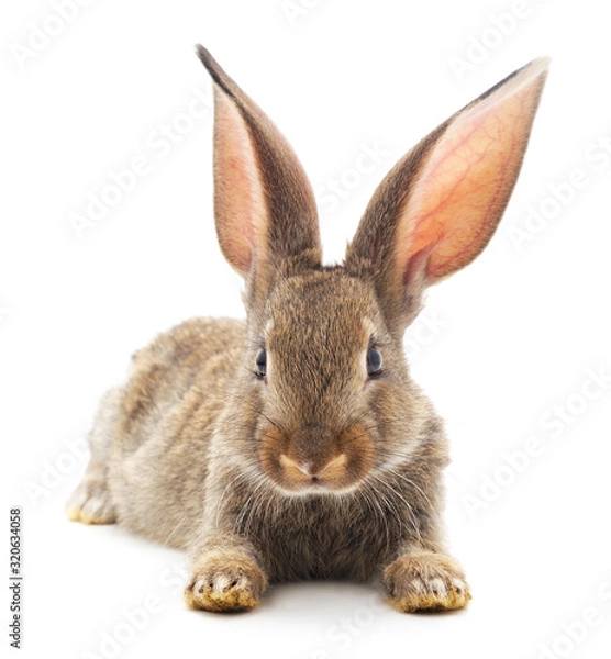 Fototapeta One brown rabbit.