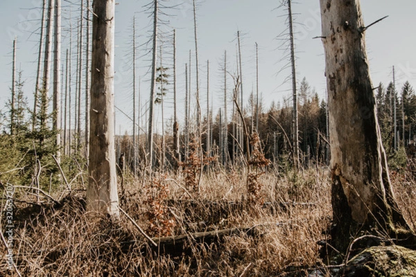 Fototapeta Harz Impressionen