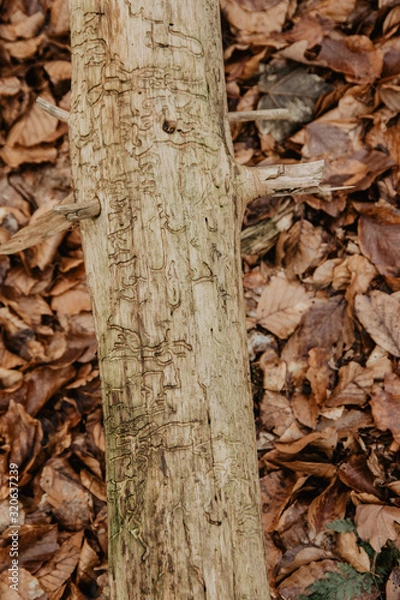 Fototapeta Harz Impressionen