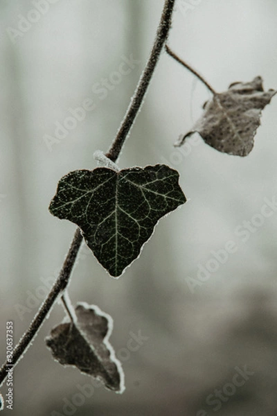 Fototapeta Efeu im Winter