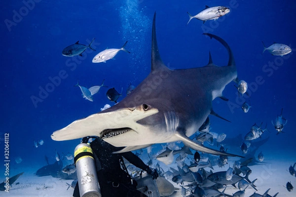Obraz Great Hammerhead diving in the Bahamas