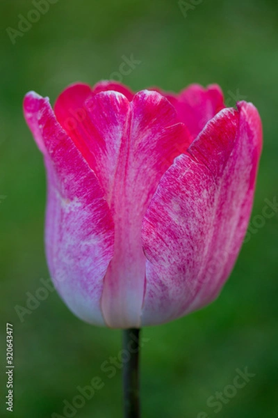 Obraz Tulpe