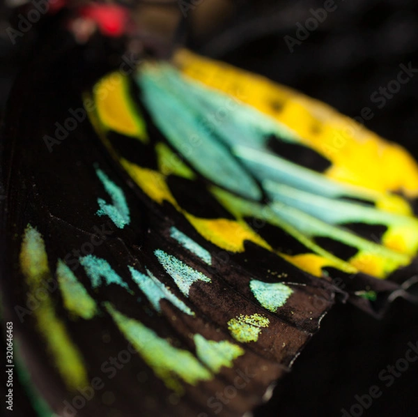 Obraz macro butterfly wing