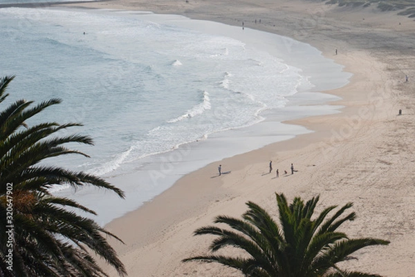 Fototapeta palm tree on the beach