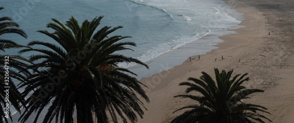 Fototapeta palm trees on the beach