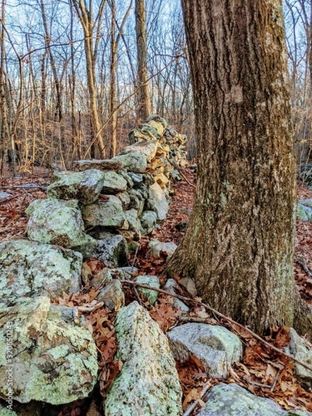 Fototapeta Tree against a rock wall