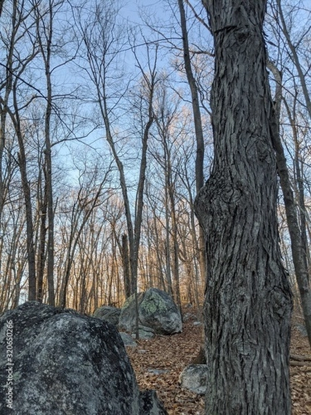 Fototapeta Rocks and trees at sunset