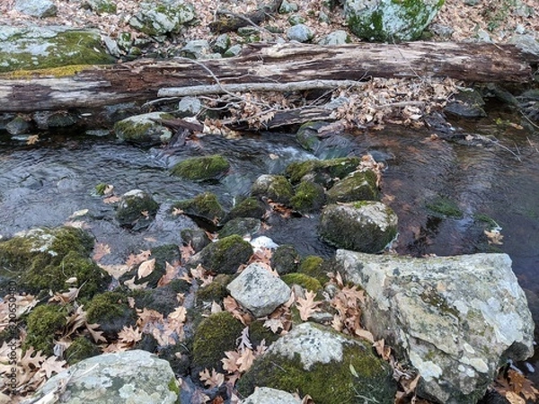 Fototapeta River in the forest