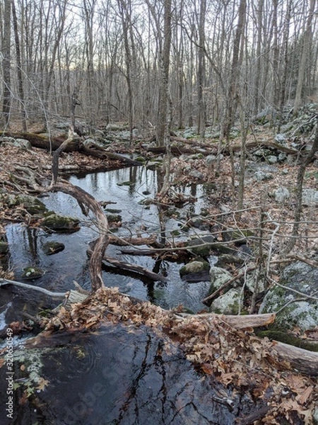 Fototapeta River in the forest