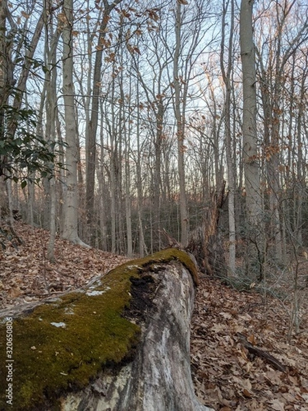 Fototapeta Resting tree growing moss