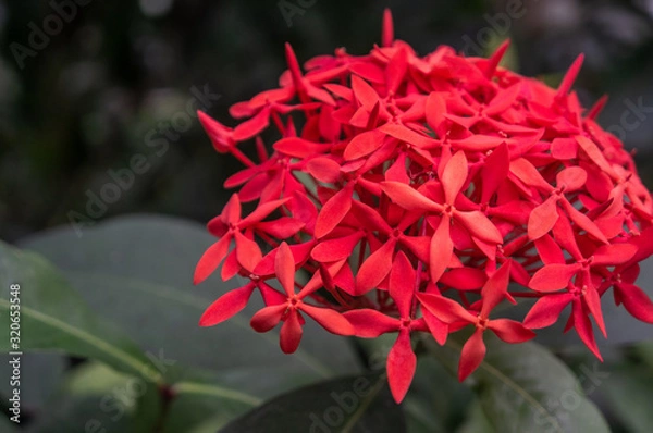 Fototapeta Macro shot of Chinese Jasmine "Ixora chinensis" flowers in bright light red on blurred background. Shot at Charles University botanical gardens, Prague. Dark jungle background.