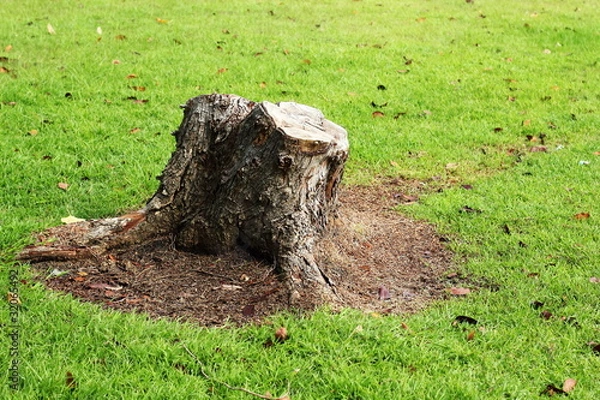 Obraz Stump