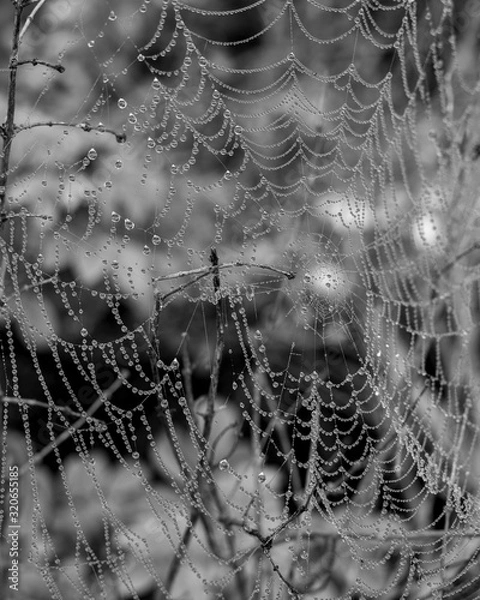 Obraz spider web with dew