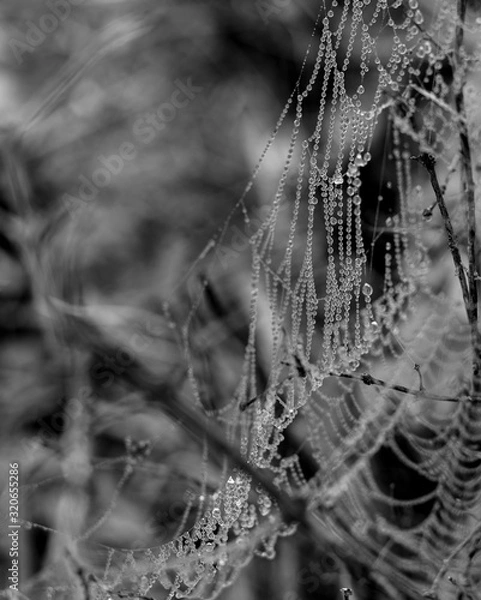 Obraz spider web with dew