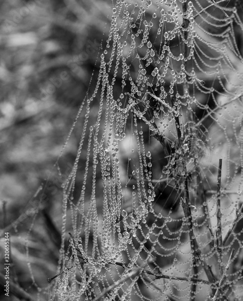 Obraz spider web with dew
