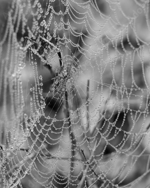 Obraz spider web with dew