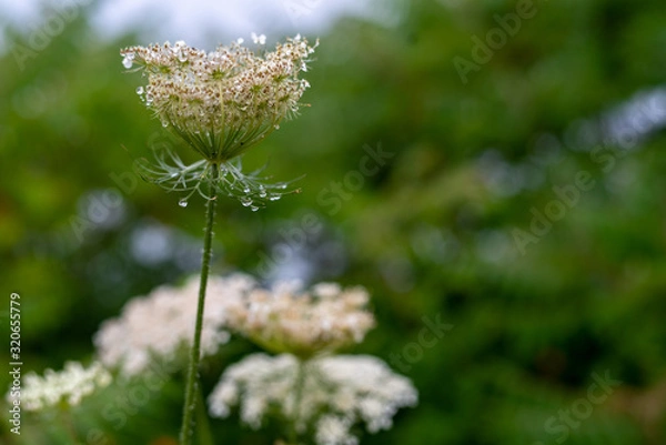 Obraz flower with dew