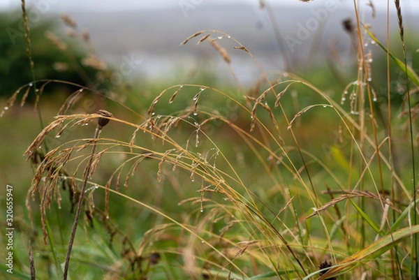 Obraz dew on the grass