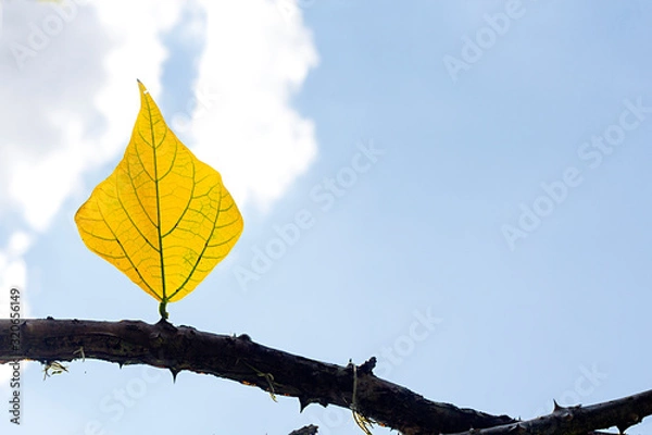 Obraz leaf and sky