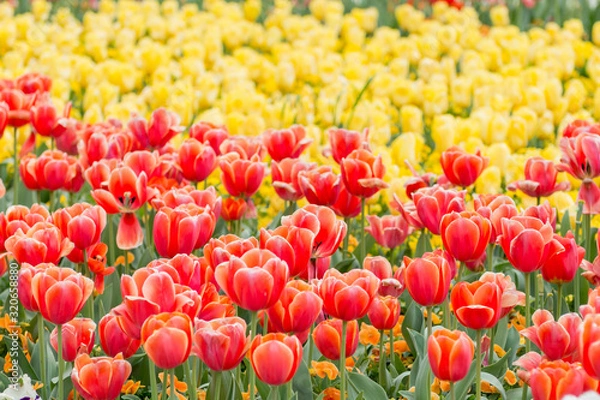 Fototapeta Half yellow, half red - Yellow Tulips with Red Tulips in a flowerbed