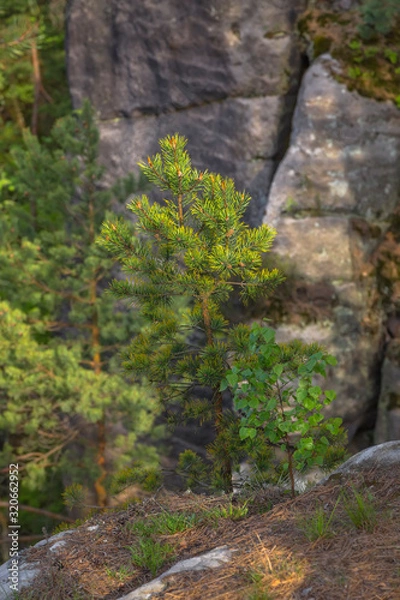Fototapeta A young pine tree grows on the edge of a cliff