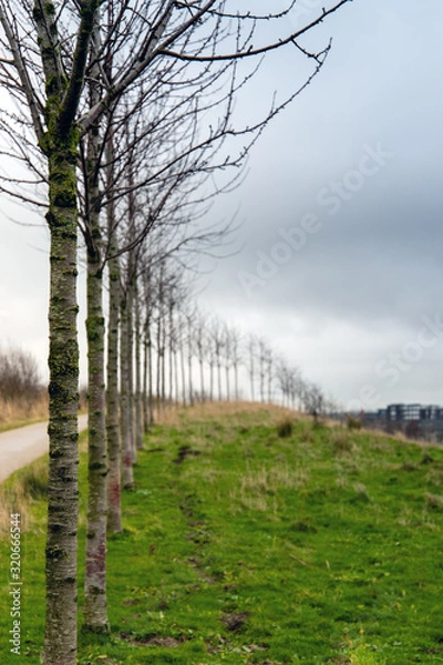 Fototapeta Small trees in a row on the green grass in winter in Holland, next to a walking pad, with a cloudy sky