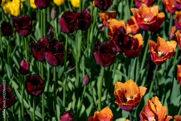 Obraz tulips
