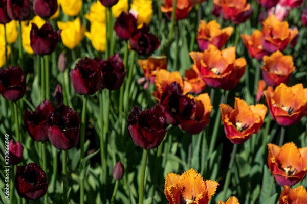 Obraz tulips
