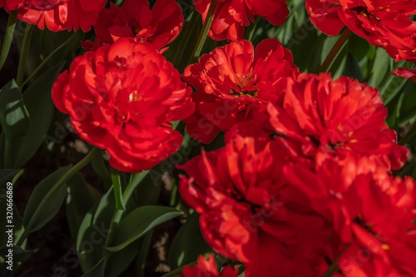 Obraz red tulips