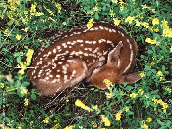 Obraz Deer sleeping