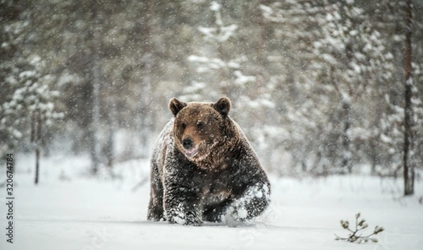 Obraz Adult Male of Brown  Bear walks through the winter forest in the snow. Front view. Snowfall, blizzard. Scientific name:  Ursus arctos. Natural habitat. Winter season.
