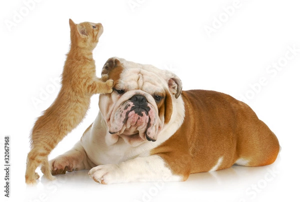 Obraz dog and cat playing