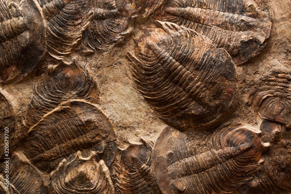 Obraz Trilobite Mass Death Fossils