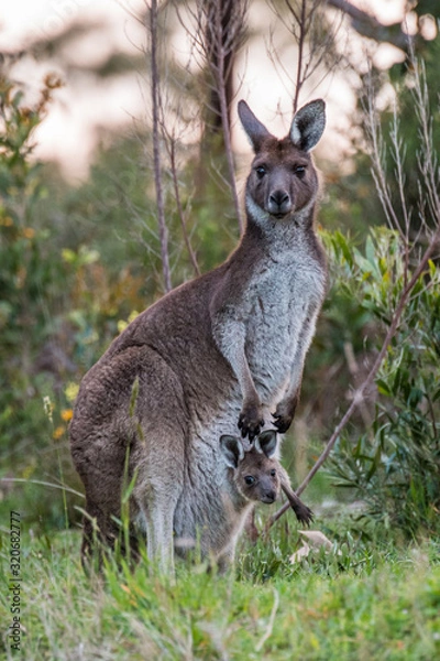 Fototapeta western grey kangaroo