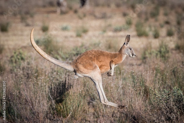 Fototapeta red kangaroo 2