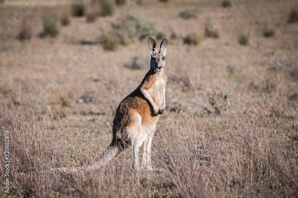 Fototapeta red kangaroo 1