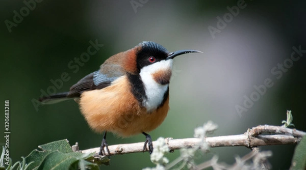 Fototapeta eastern spinebill