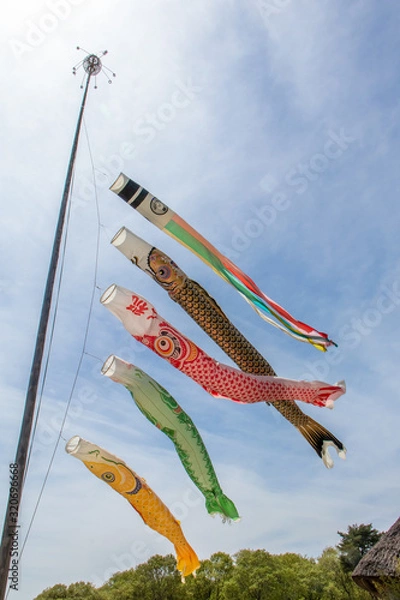 Obraz 風にたなびく鯉のぼり