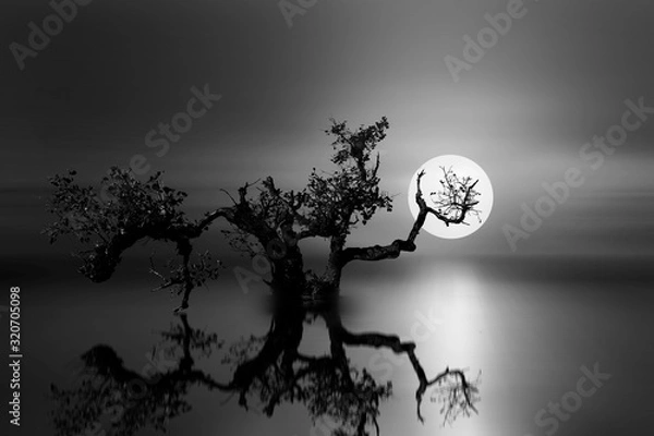 Obraz old tree under the moonlight