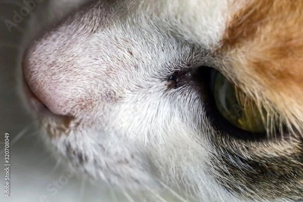 Obraz Half face of cat