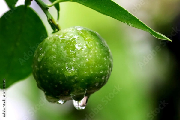 Obraz Lime in The Tree