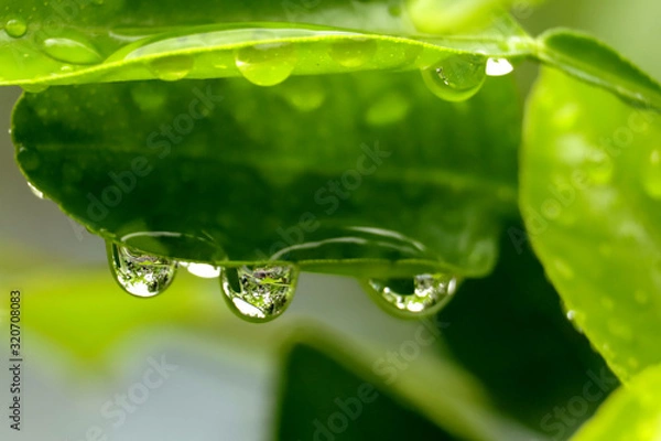 Obraz water drops on green leaf
