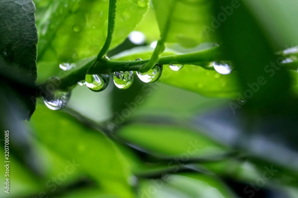 Obraz Water Drop After Rain in Lime Branch
