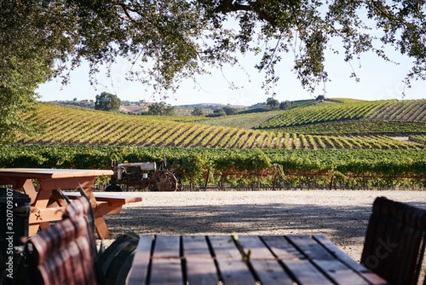 Obraz Sitting on a picnic table and enjoying the Scenery of a Vineyard on a Hill During the Day in California  