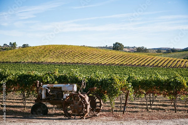 Obraz Scenery of a Vineyard on a Hill During the Day in California  